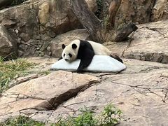 -广州长隆野生动物世界