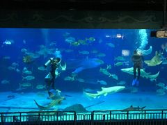 -烟台海昌鲸鲨海洋公园