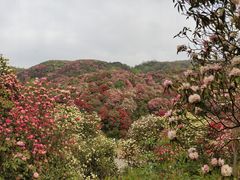 -贵州百里杜鹃风景名胜区
