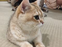 -逗柴咖啡屋·狗咖猫咖宠物桌游