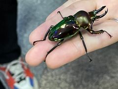 -上海大自然野生昆虫馆(东方明珠·爬宠昆虫探索中心)