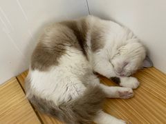 -李小姐の猫咖啡馆(五角场店)