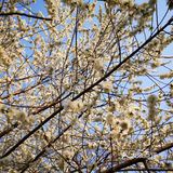 一生心事为花忙 花儿们怒放中