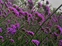 -杭州城北体育公园