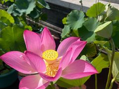 -莲花池公园