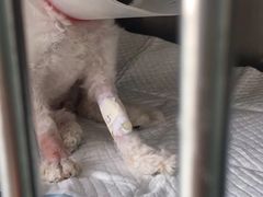 -康乐宝动物医院