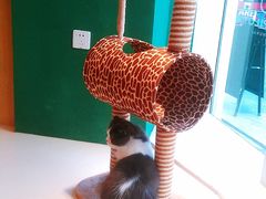 -飞行喵MR PILOT|猫舍·猫咖(静安大融城店)