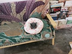 -喵屿·大理花园猫咖