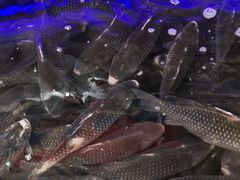 -济南海鲜大市场