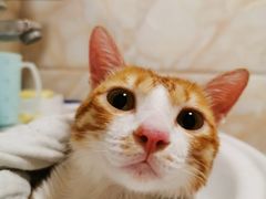 -瑞派旺宝宠物医院·犬猫全科综合·尿道专科(莲兴院)