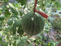 -万源龙顺度假庄园生态观光园