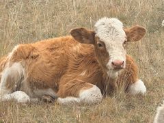 -苏尼特食府(金穗家园店)