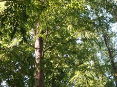 -上海滨江森林公园