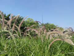-映月湖公园