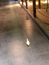 -酷嗒动物文化乐园(cutezoo西溪乐天城店)