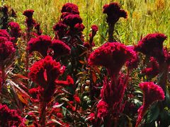 -紫海香堤香草艺术庄园