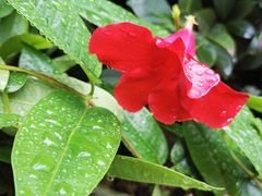 -金科花卉市场