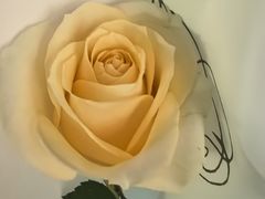 -FEI FEI FLOWER鲜花店·气球派对·宝宝宴布置(虹口德必运动Loft店)
