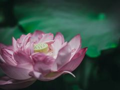 -陈家山荷花公园