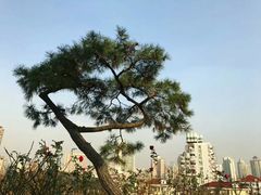 -大可堂普洱茶馆(襄阳南路馆)