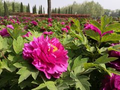 -洛阳市隋唐城遗址植物园
