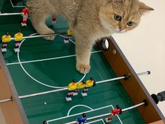 -飞行喵MR PILOT|猫舍·猫咖(静安大融城店)