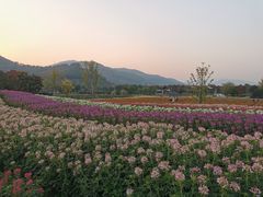 -径山花海