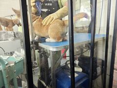 -芭比堂动物医院·心脏专科·夜诊·吉雅分院