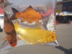 -中环花鸟鱼虫市场
