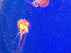 -上海海洋水族馆