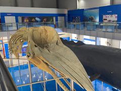 -上海海洋大学鱼文化博物馆(军工路校区)