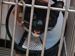 -荔康动物医院(康王北路店)