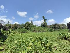 -海南热带野生动植物园