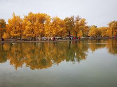 -金塔沙漠胡杨林景区