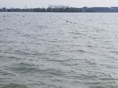 -溱湖国家湿地公园