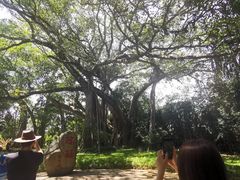 -瑞丽独树成林风景区