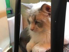-李小姐の猫咖啡馆(五角场店)