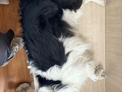 -北京观赏动物医院·24小时大型综合·猫专科·异宠专科