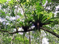 -海南热带雨林国家公园吊罗山景区