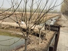 -西青郊野公园