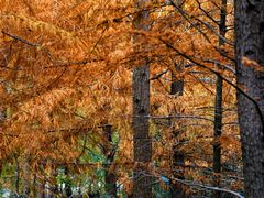 -上海海湾国家森林公园