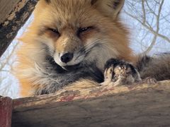 -宫城藏王狐狸村