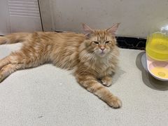 -藏猫猫咖啡主题馆(中央大道店)