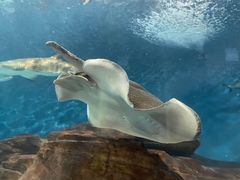 -上海海洋水族馆