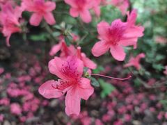 -西湖风景区十里琅珰-五云山