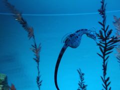 -上海海洋水族馆