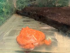 -上海大自然野生昆虫馆(东方明珠·爬宠昆虫探索中心)