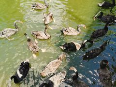 -长白岛森林公园