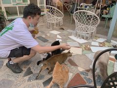 -喵屿·大理花园猫咖