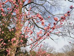 -梅花山(明孝陵内)